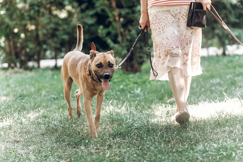 Mein Hund Hyperventiliert Symptome Und Lösungen