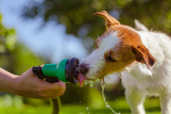 Überhitzung beim Hund: Sofort-Tipps und richtige Vorbeugung