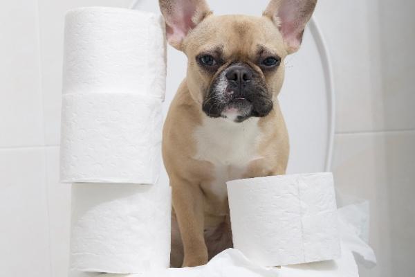 Heeft je hond last van diarree? Lees de tips in deze blog