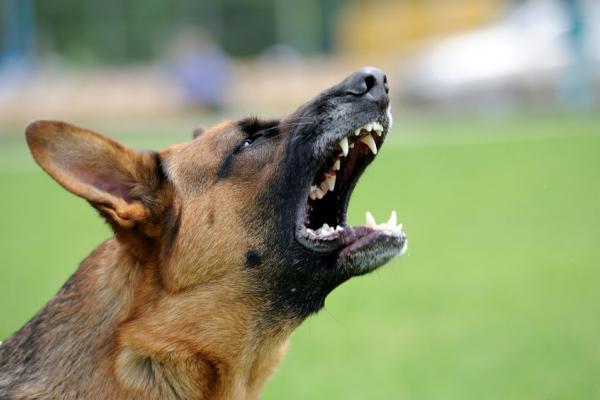 Comment faire taire un chien qui aboie?