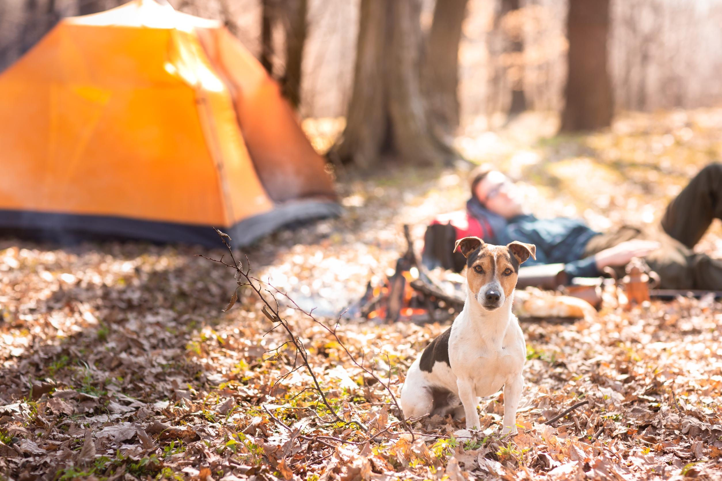 Camping met hond