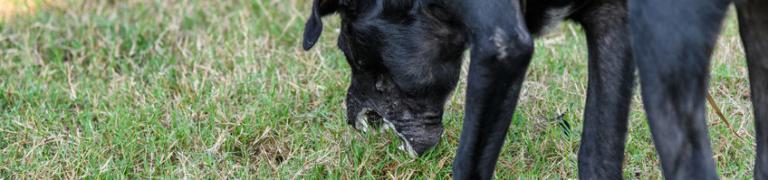 4 Gründe, warum ein Hund Gras frisst