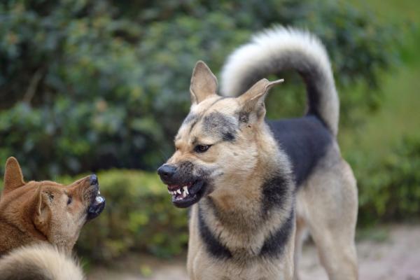 Mijn hond is agressief tegen andere honden: 5 mogelijke oorzaken en tips