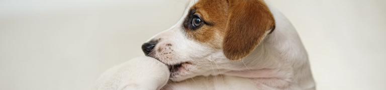 Juckreiz beim Hund: 10 häufigste Ursachen und Behandlung