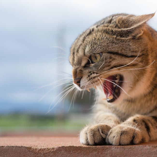Aggressive Katze