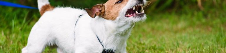 7 häufige Formen von Aggressivität beim Hund