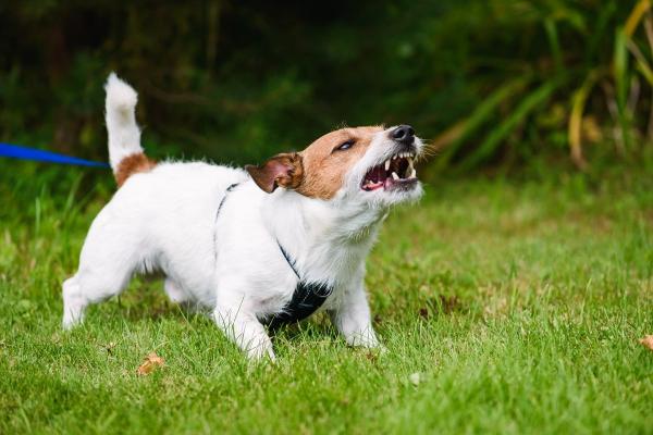 7 häufige Formen von Aggressivität beim Hund