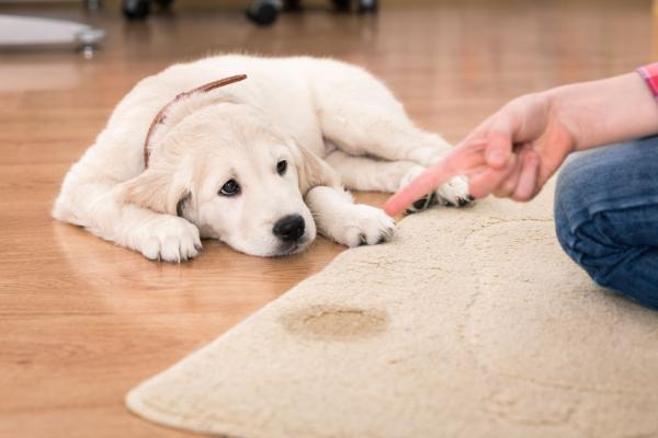 Hund uriniert in der Wohnung: Ursachen und Lösungen