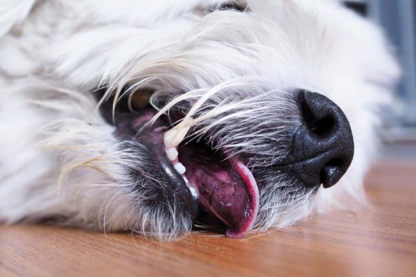 Bachblüten für Hunde mit Epilepsie