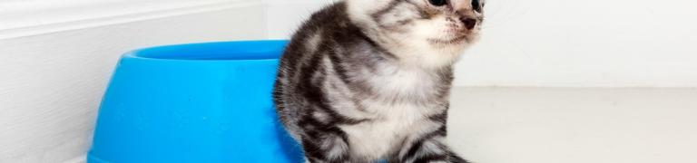 Katze nicht stubenrein: Die häufigsten Gründe und wie Sie Ihre Katze (wieder) stubenrein bekommen