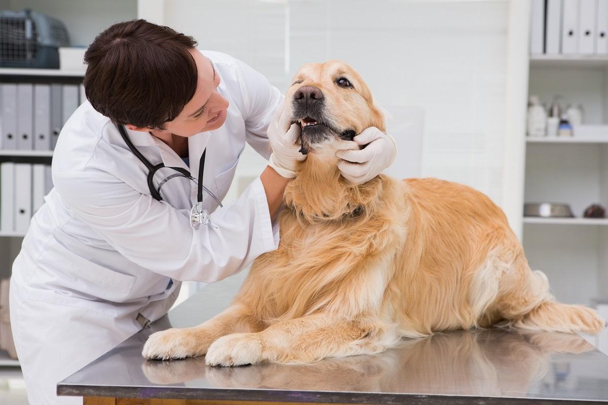 Hund Angst vor Tierarzt.jpg