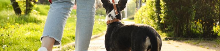 Hund will nicht Gassi gehen: 9 mögliche Gründe & Lösungsvorschläge