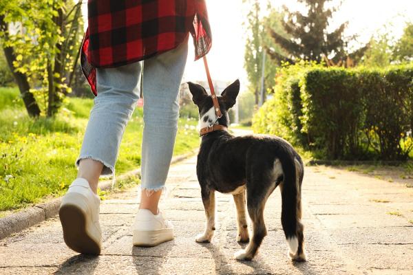 Hund will nicht Gassi gehen: 9 mögliche Gründe & Lösungsvorschläge