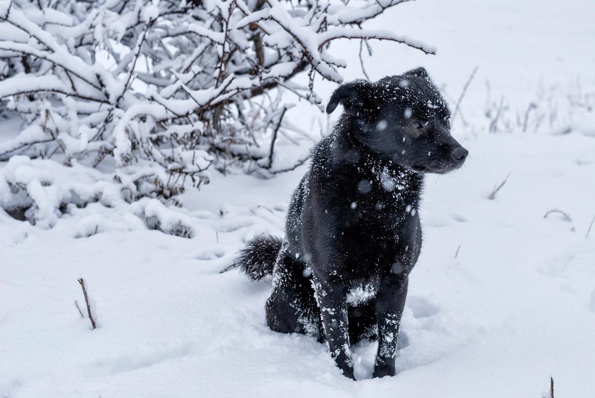 Hund kalt Wetter.jpg
