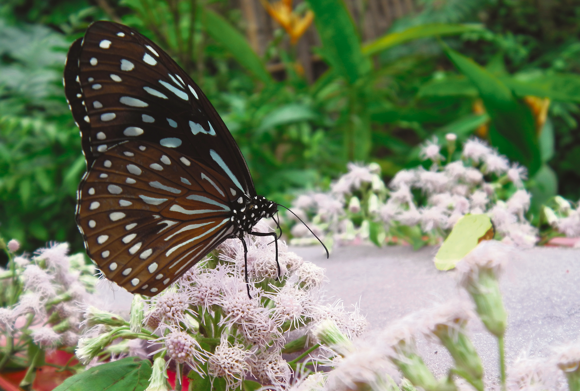 Butterfly Park Kuang Si - Laos - Partner Bach Bloesem Mix Greetje.png