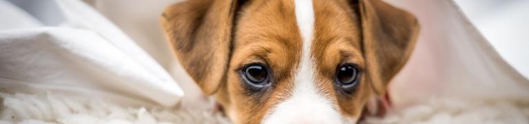 Comprendre et soulager les tremblements chez les chiens: guide complet