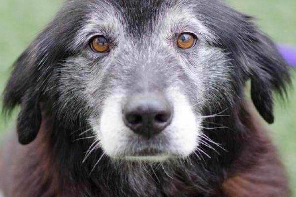 Demenz bei Hunden: Typische Verhaltensänderungen und wie Sie damit umgehen