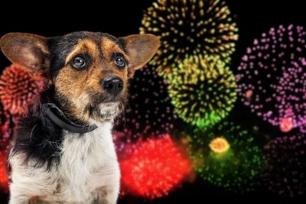 Hunde und Silvester: Last-Minute Tipps für weniger Angst vor Feuerwerk