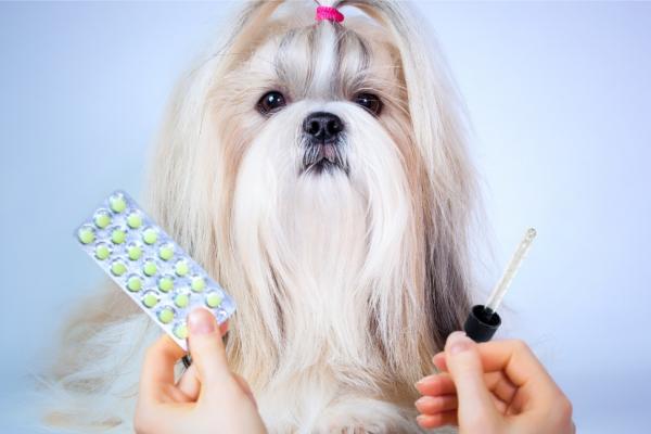 Medicatie en Bachbloesems: een veilige combinatie voor je hond!