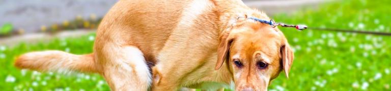 Heeft je hond last van diarree? Deze 7 tips kunnen goed doen!