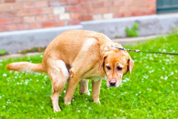Heeft je hond last van diarree? Deze 7 tips kunnen goed doen!