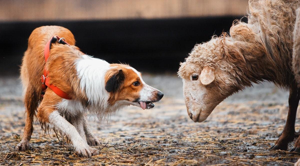 Hond met lage houding, onzekere hond