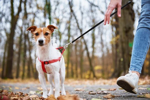 Hund ohne Leine laufen: Gründe für und gegen das Anleinen des Hundes (& Tipps zum Training)