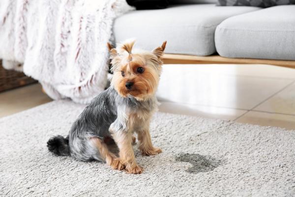Tip! Bachbloesems voor hond plast in huis