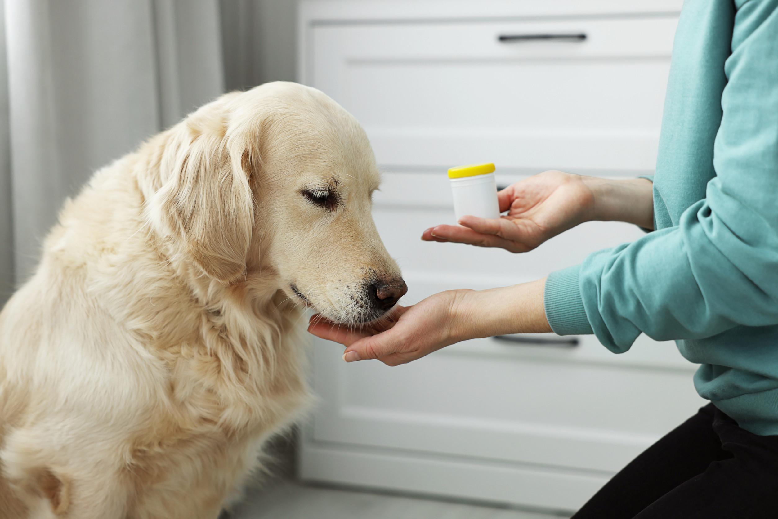 Medicatie en Bachbloesems voor honden