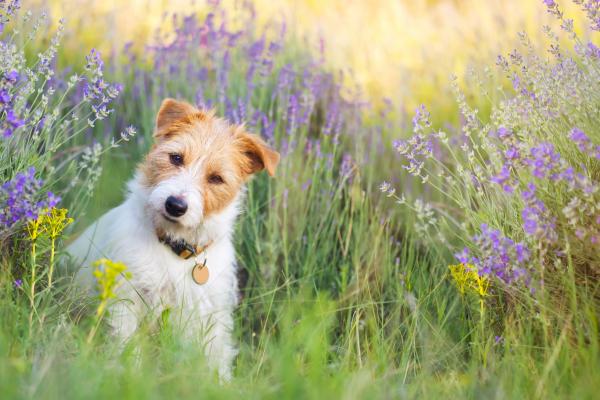 Medicatie en Bachbloesems: een veilige combinatie voor je hond!
