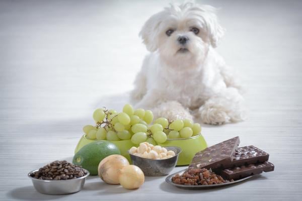 15 alltägliche Lebensmittel, die für Hunde giftig sind