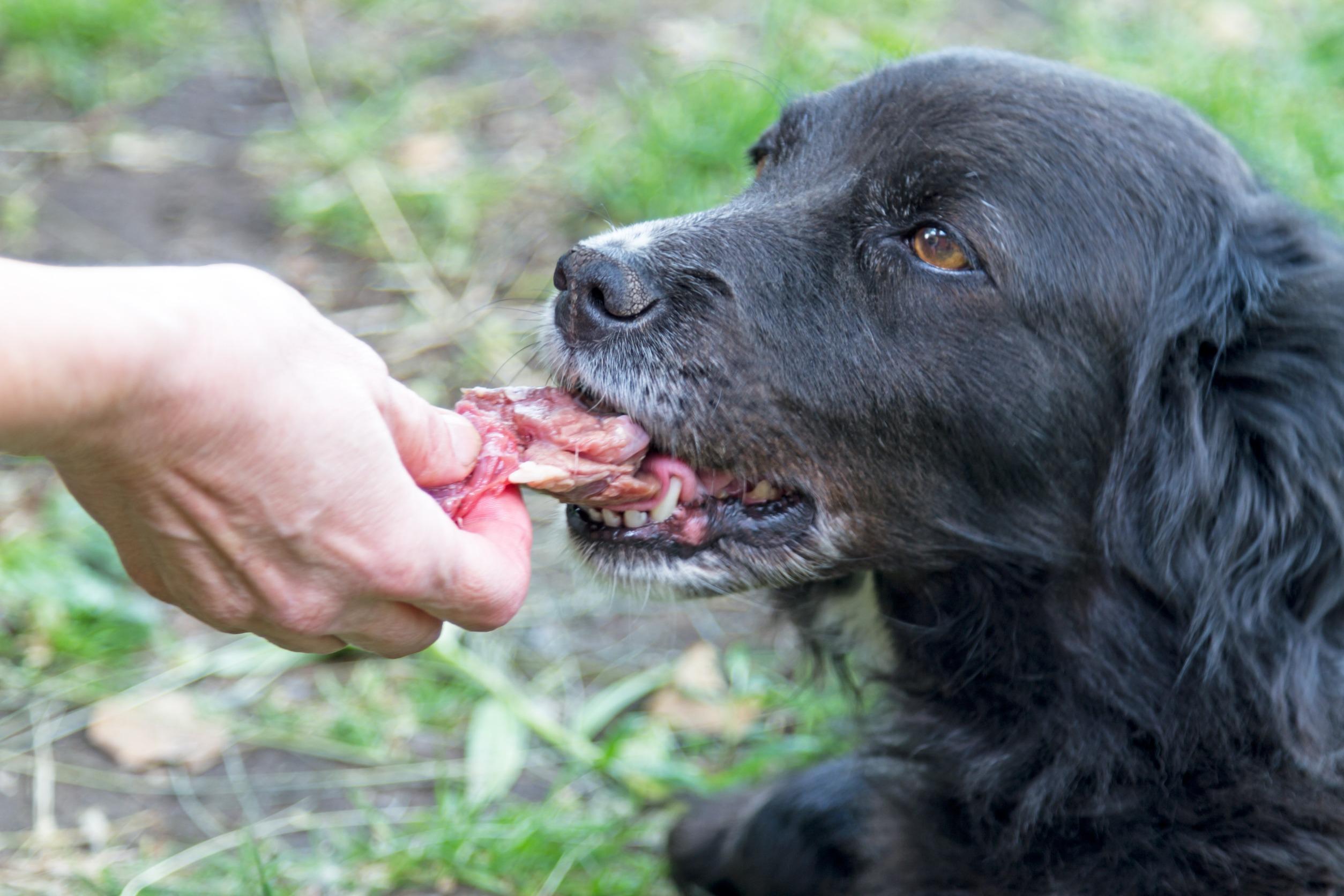 Hoe gebruik je Bachbloesem mix bij je hond, druppel op een stukje worst, brood of direct in de bek.jpg