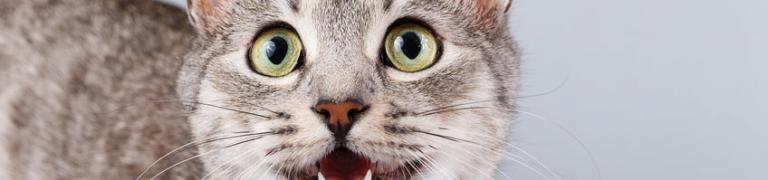 Miaut Ihre Katze den ganzen Tag? Ursachen von häufigem Miauen