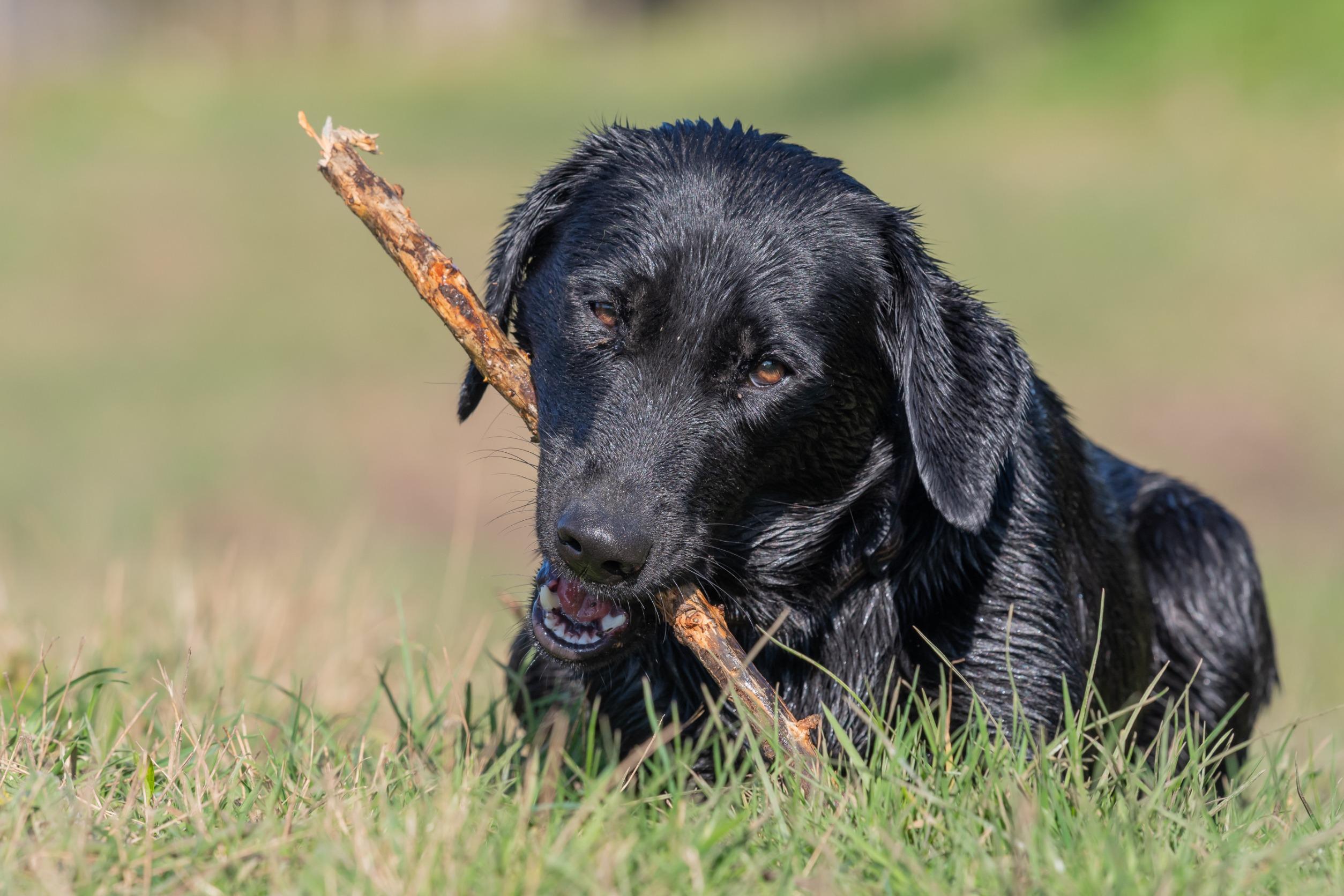 Wat kun je doen als je hond gras eet, kauwen helpt.jpg