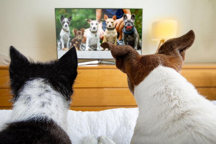 Hund bellt Fernseher an.jpg