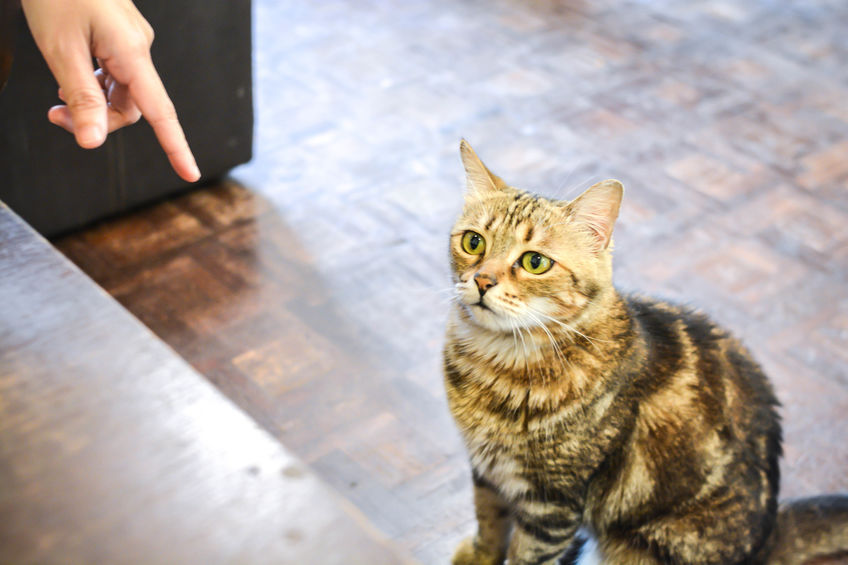 Logisch bod zoals dat Sproeit of plast jouw kat in huis? Dit helpt!