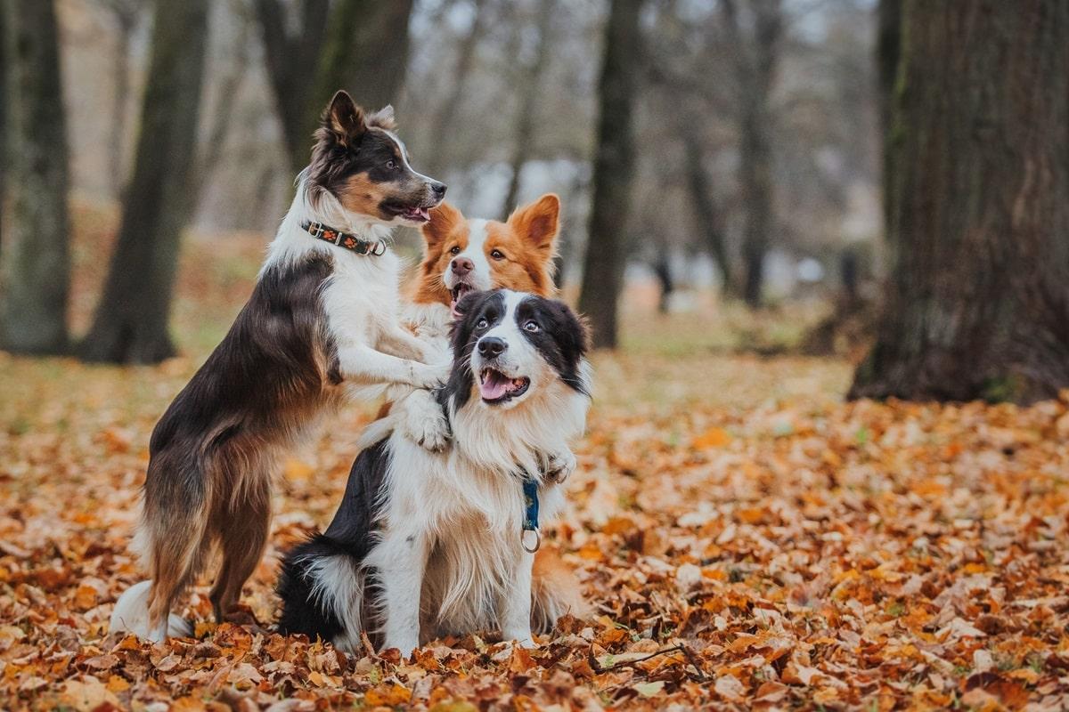 Onzekere hond valt uit