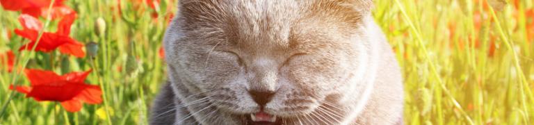 Was tun, wenn die Katze niest?