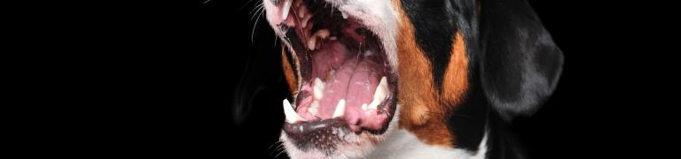 Paniek(aanvallen) bij honden herkennen en verhelpen