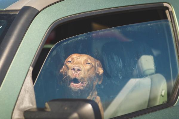 Hund im Auto lassen: Ab welcher Temperatur es zu heiß ist & Tipps für Autofahren mit Hund im Sommer