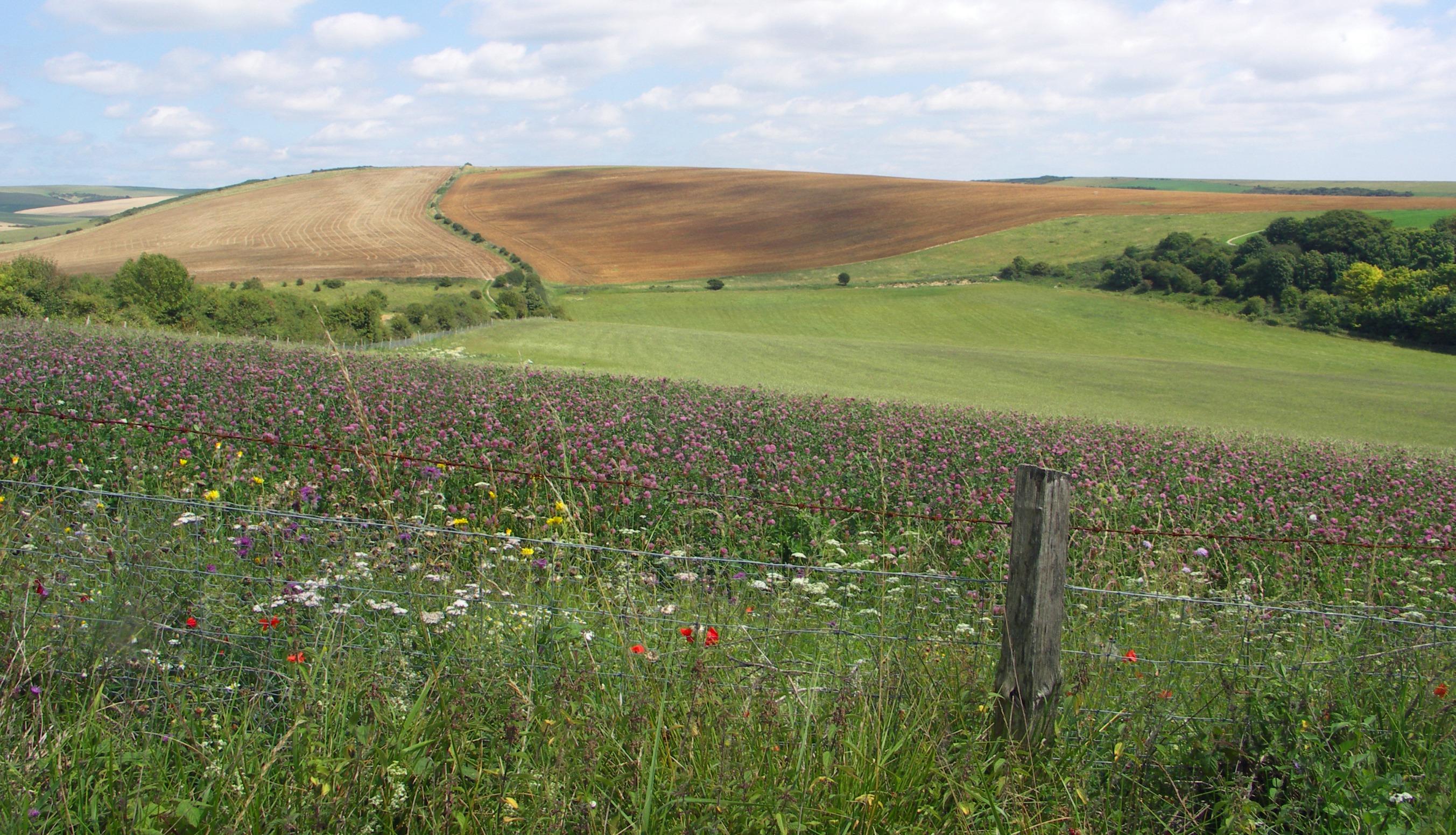 Bach ontdekt in Zuid Engeland wilde bloemen in het veld.jpg