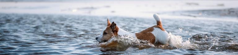 Wasserrute beim Hund erkennen & vorbeugen