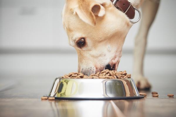 Verfressene Hunde: Tipps zum Umgang mit einem "Vielfraß"