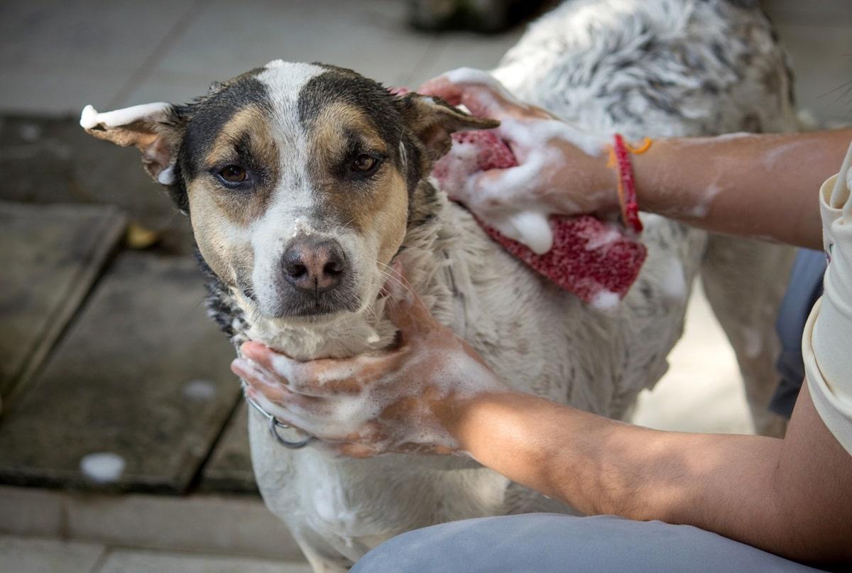 Vachtverzorging bij een hond. pg