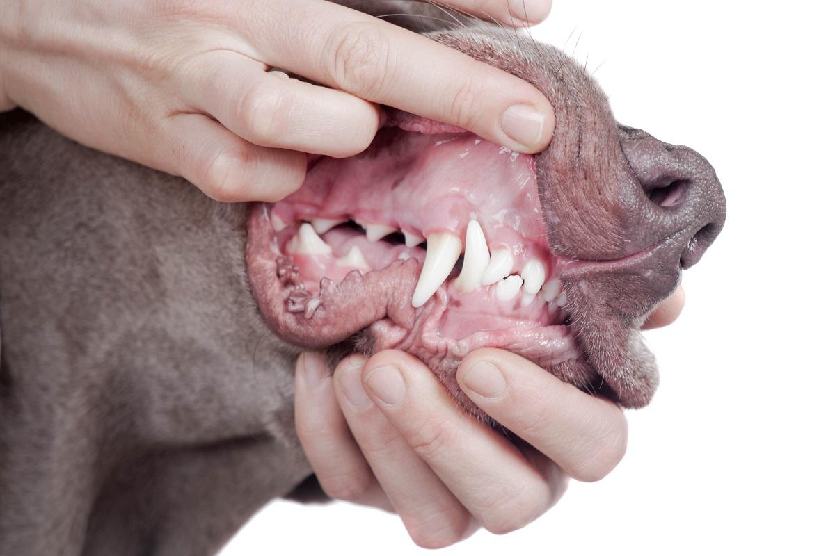 Zahnschmerzen Hund.jpg