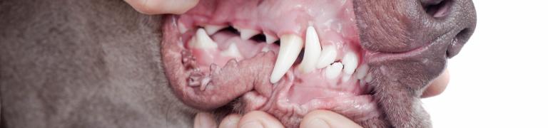 Zahnschmerzen und Zahnprobleme beim Hund erkennen