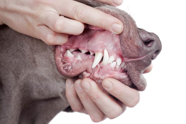 Zahnschmerzen und Zahnprobleme beim Hund erkennen