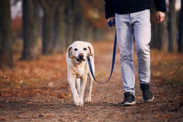 Hond aan de lijn leren lopen