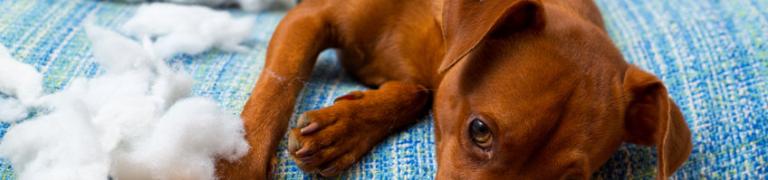 6 tips tegen verlatingsangst bij honden