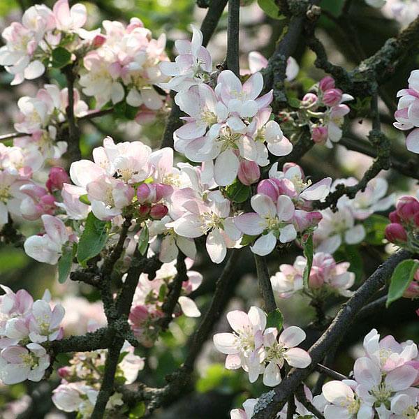 Bach bloesem crab apple